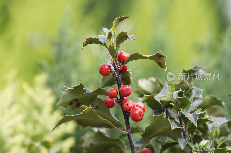 冬青（Ilex aquifolium）